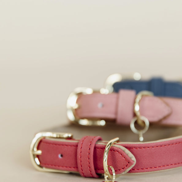 Vegan Leather Dog Collar - Kentucky