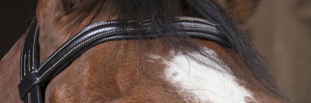 Pro cut bridle - Norton