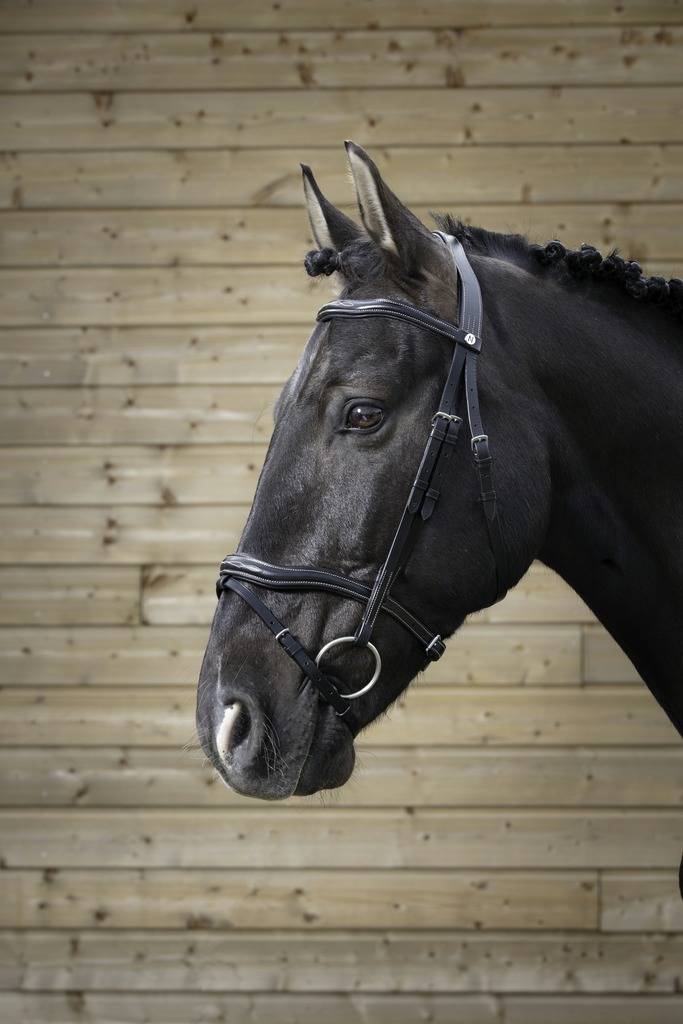 Pro cut bridle - Norton