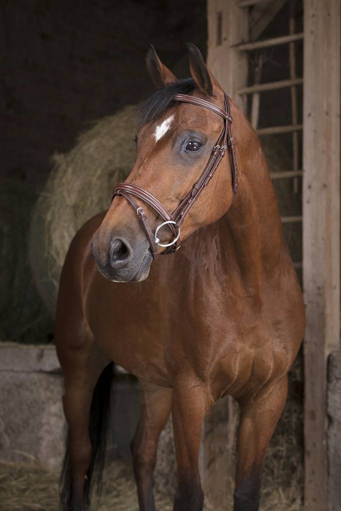 Professional thin bridle - Norton