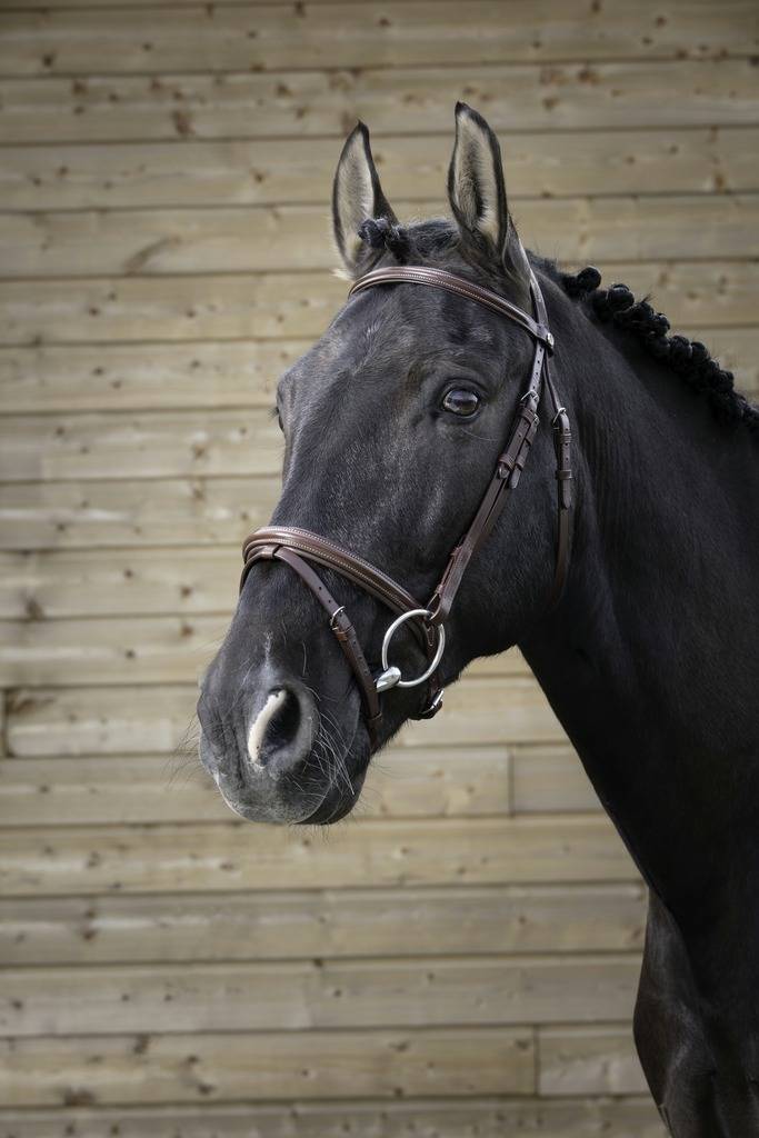 Professional thin bridle - Norton