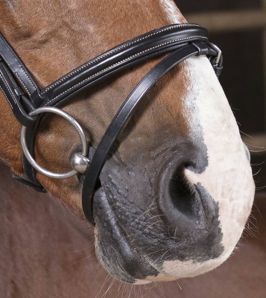 Professional thin bridle - Norton