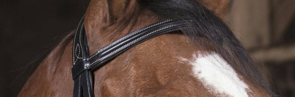 Professional thin bridle - Norton