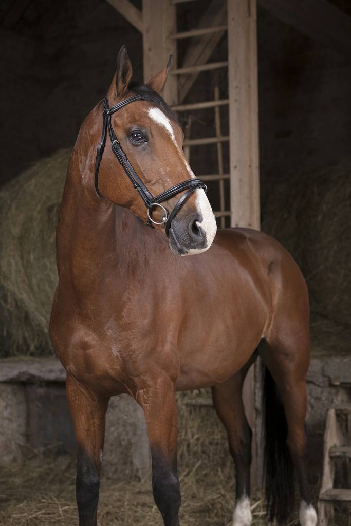 Professional thin bridle - Norton