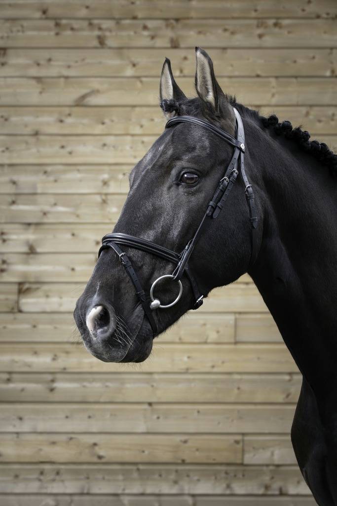 Professional thin bridle - Norton