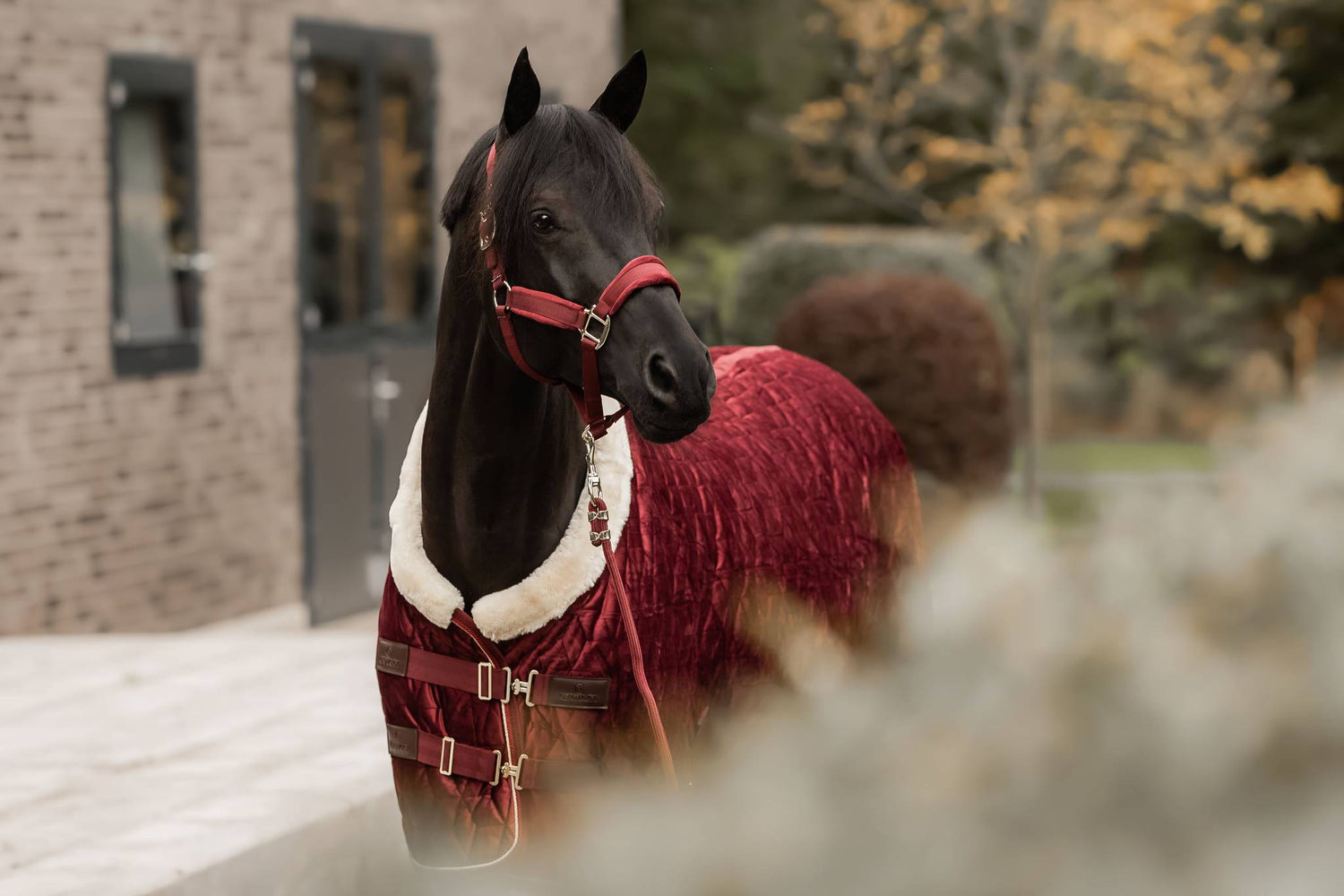 Licol Velvet Bordeaux - Kentucky
