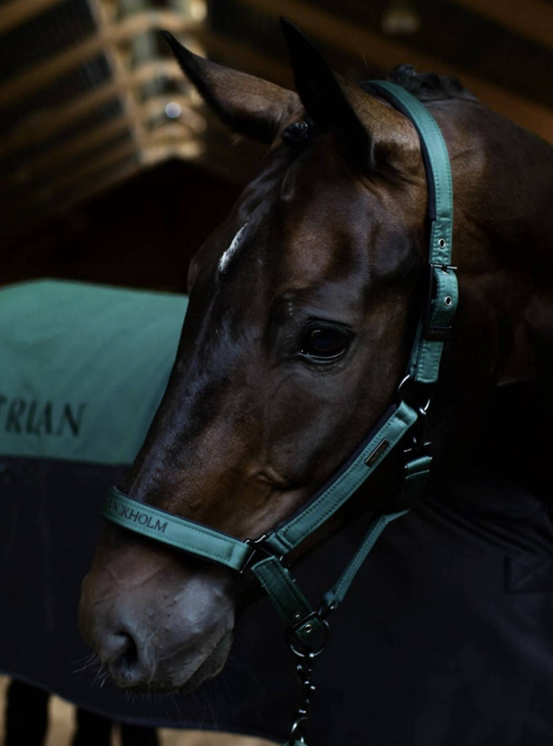 Halter and lead Sycamore Green - Equestrian Stockholm