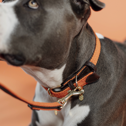 Collier pour chien en Nylon tressé - Kentucky