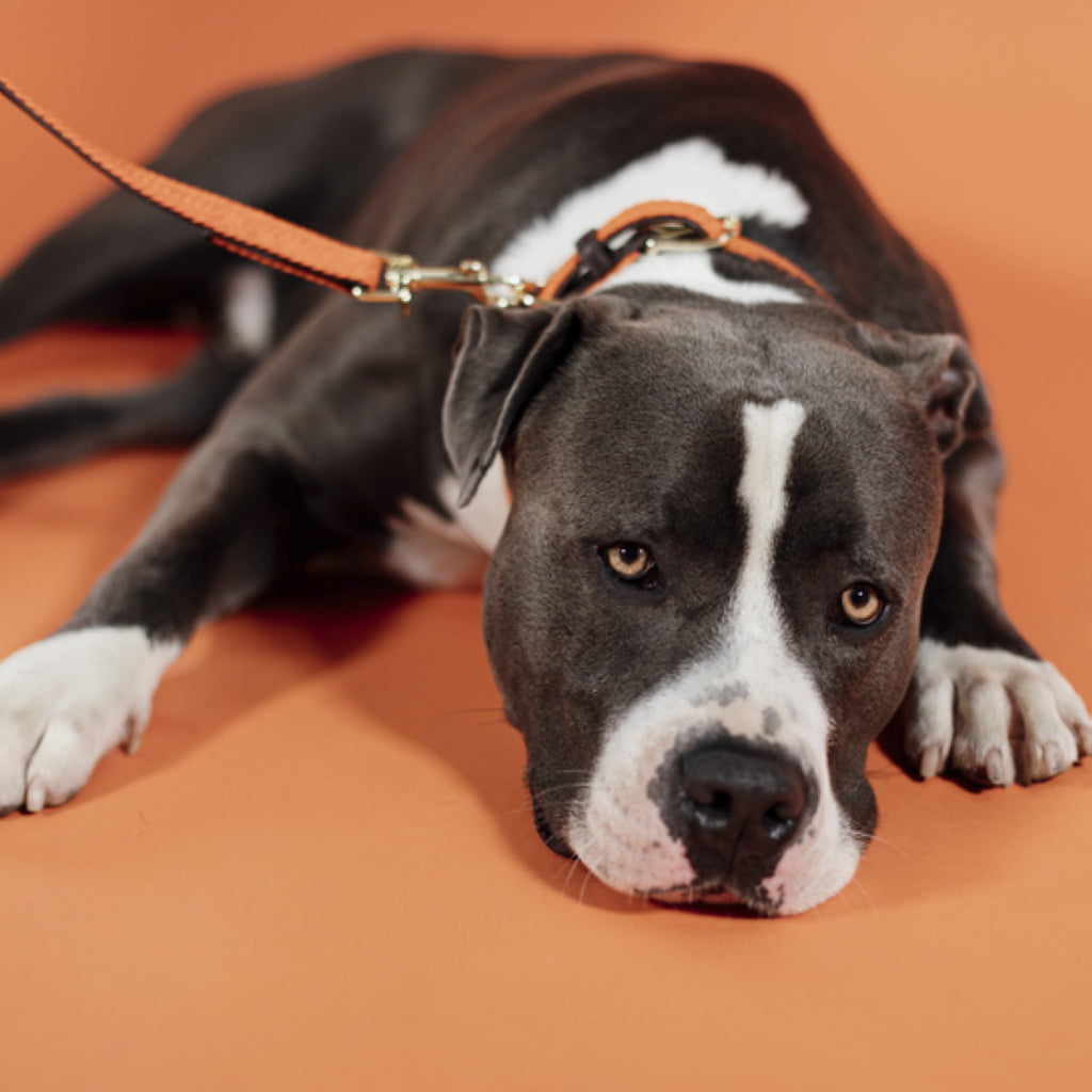 Braided Nylon Dog Leash - Kentucky