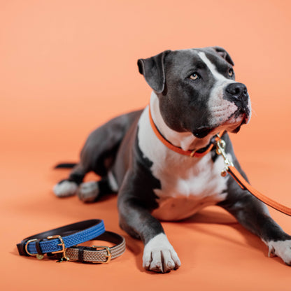 Braided Nylon Dog Leash - Kentucky