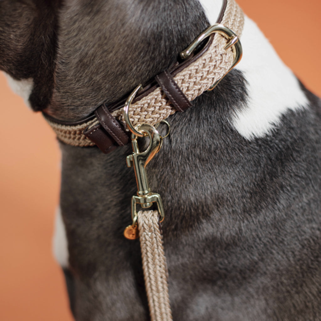 Braided Nylon Dog Leash - Kentucky