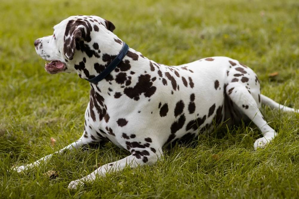 Collier pour chien Clean Blue Meadow - Equestrian Stockholm