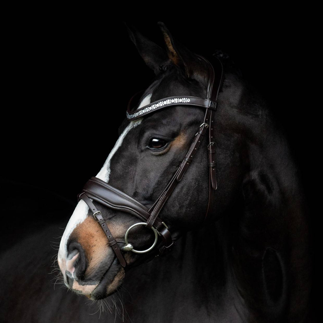 Danciero Bridle - SD Design