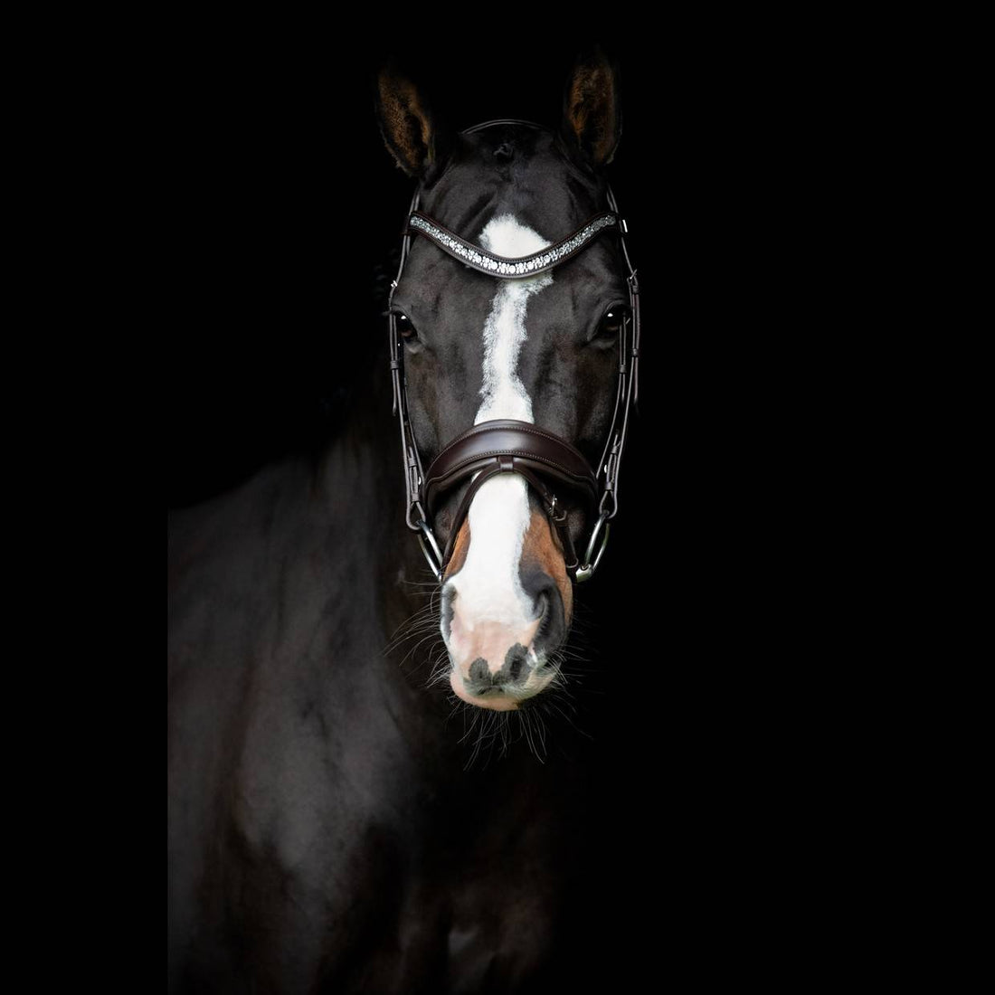 Danciero Bridle - SD Design