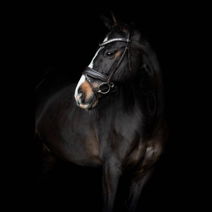 Danciero Bridle - SD Design