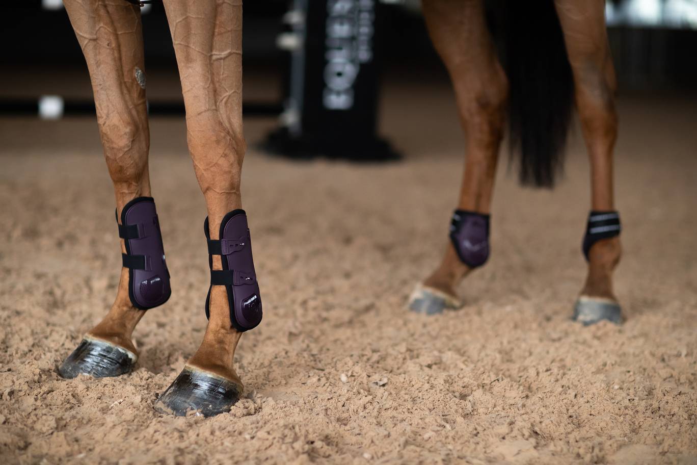 Anatomic Tendon Gaiters Black Raven - Equestrian Stockholm