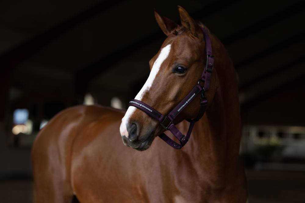 Black Raven halter and lead rope - Equestrian Stockholm