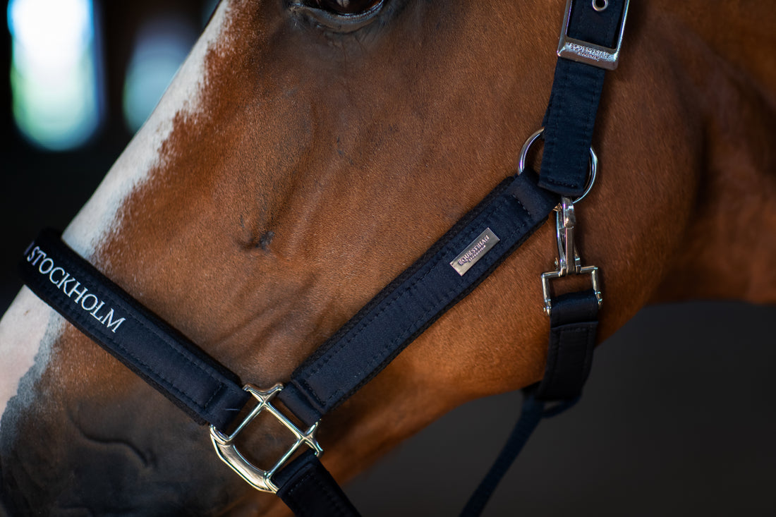 Halter and lead Modern Tech Navy - Equestrian Stockholm