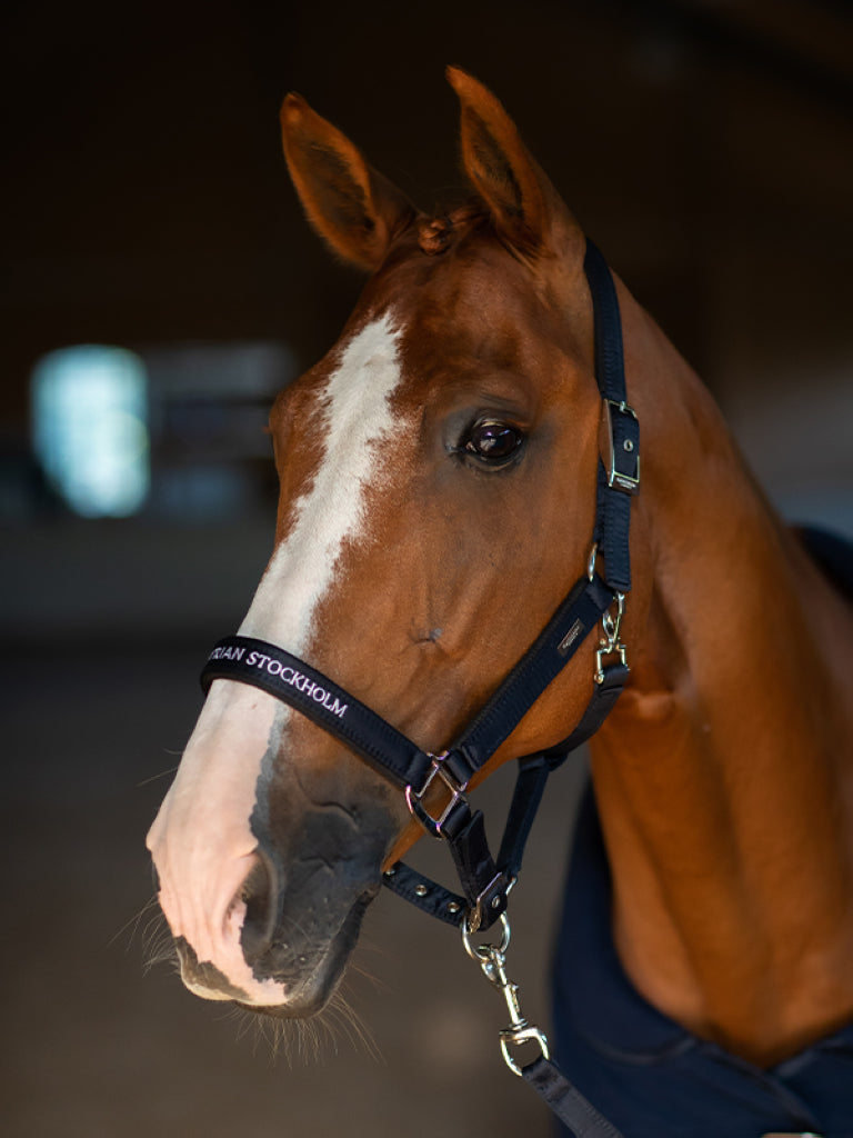 Halter and lead Modern Tech Navy - Equestrian Stockholm