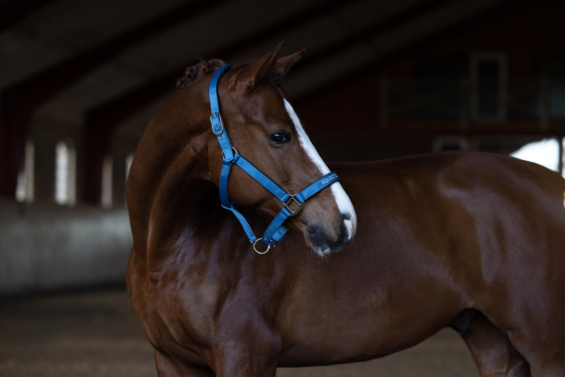 Halter and lead rope Amalfi Coast - Equestrian Stockholm