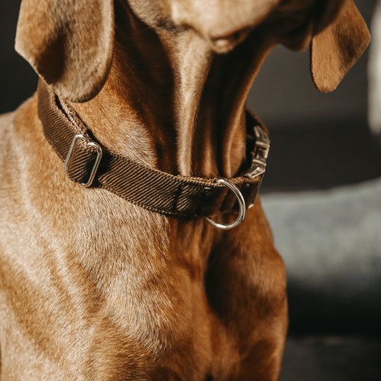 Brown Corduroy dog ​​collar - Kentucky