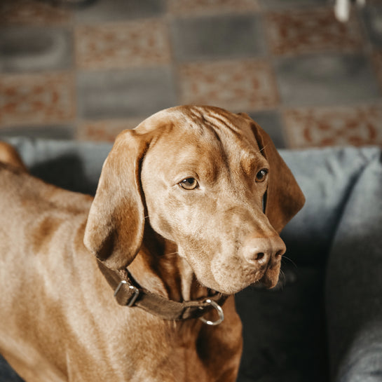 Brown Corduroy dog ​​collar - Kentucky