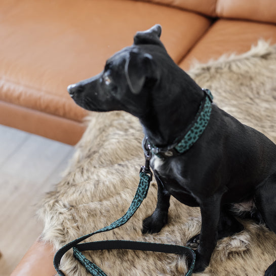 Leopard dog leash - Kentucky