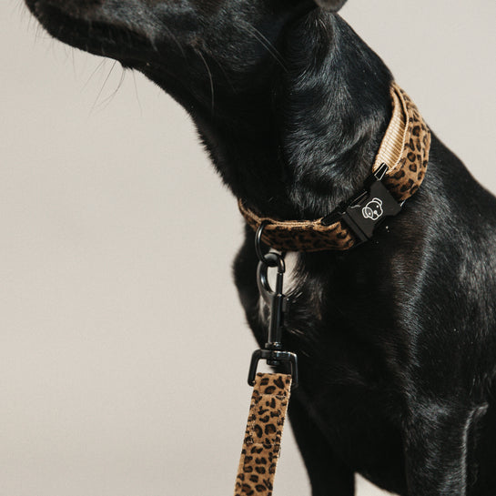 Leopard dog leash - Kentucky