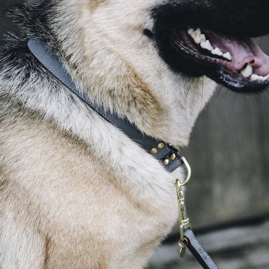 Loop dog collar - Kentucky