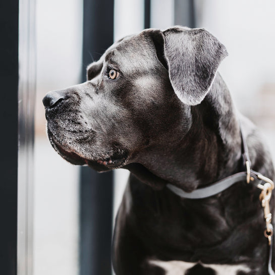 Loop dog collar - Kentucky