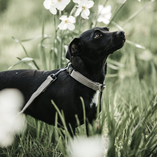 Lizard dog collar - Kentucky