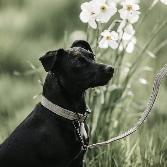 Lizard dog collar - Kentucky