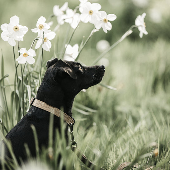 Collier pour chien Lizard - Kentucky