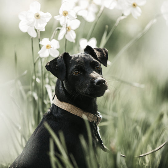 Lizard dog collar - Kentucky