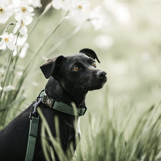 Lizard dog collar - Kentucky