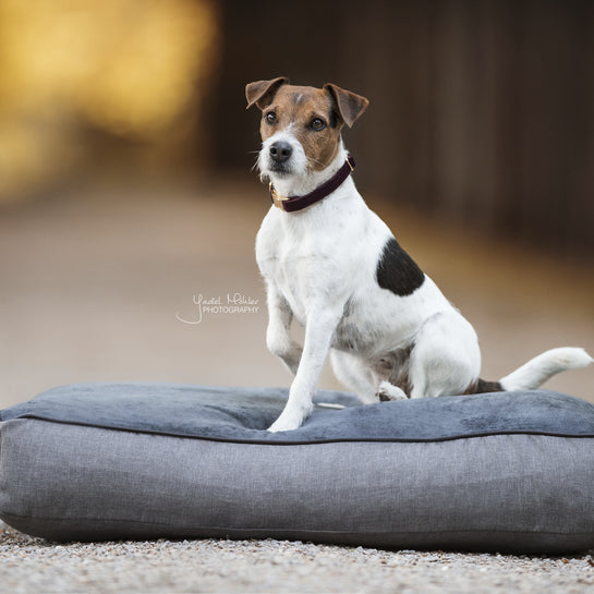 Panier pour chien Soft Pillow - Kentucky