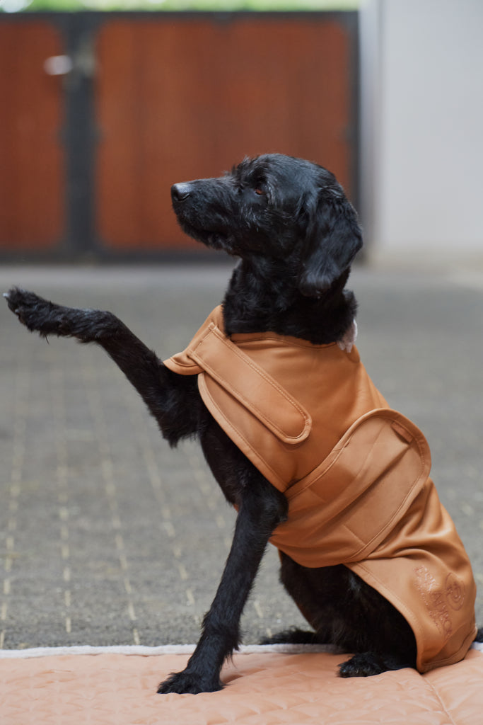 Platinum softshell dog coat 2023 - Eskadron