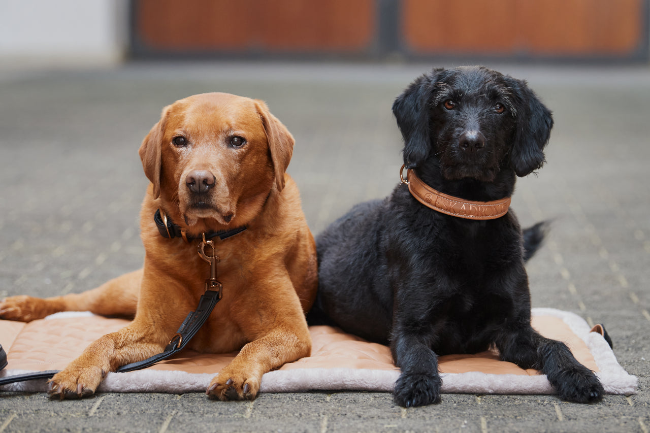 Laisse et collier pour chien FAUX LEATHER Platinum 2023 - Eskadron