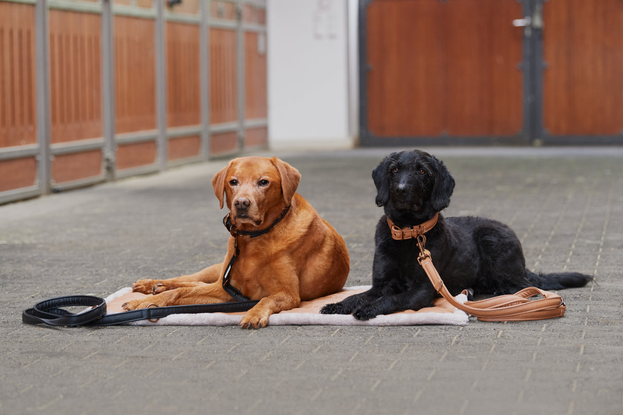 Laisse et collier pour chien FAUX LEATHER Platinum 2023 - Eskadron