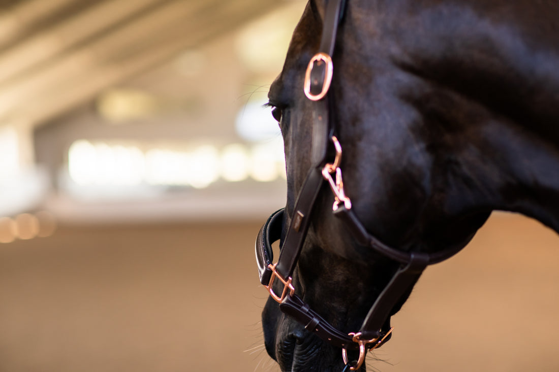 Moonless Night Anatomical Halter - Equestrian Stockholm