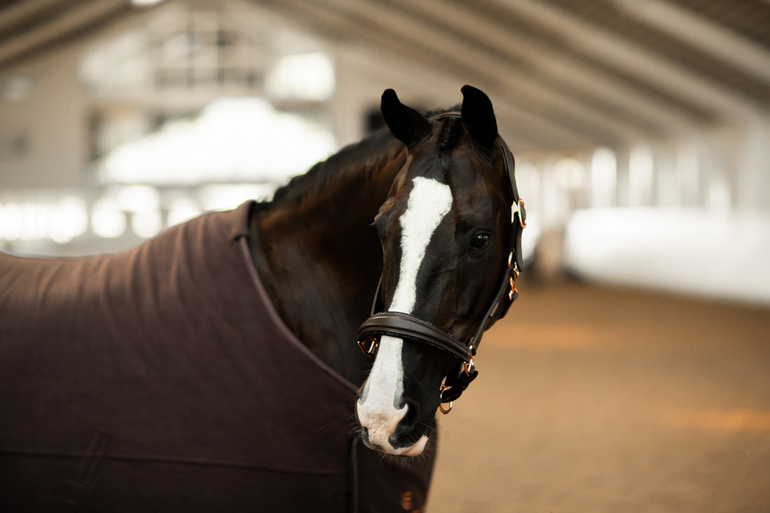 Moonless Night Anatomical Halter - Equestrian Stockholm