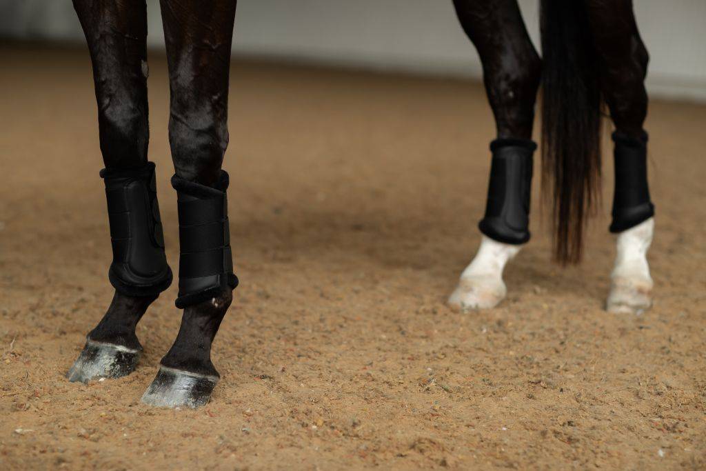 Guêtres de dressage Noir et Or Black Edition - Equestrian Stockholm