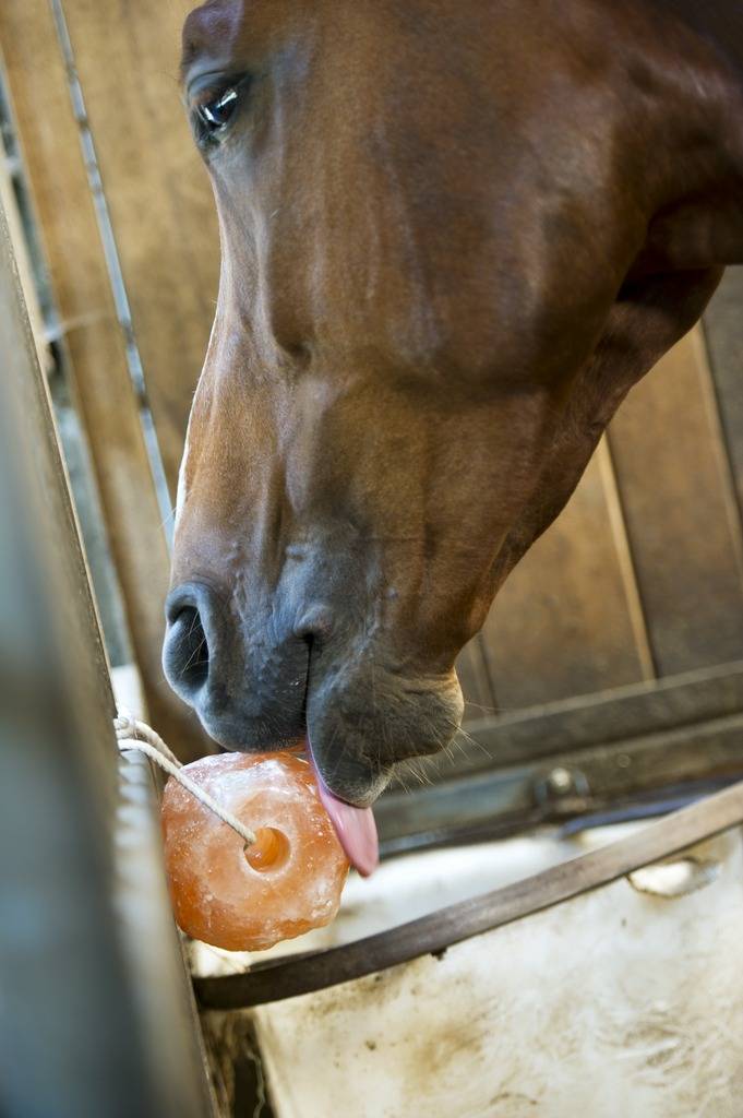 Himalayan salt stone - Hippotonic