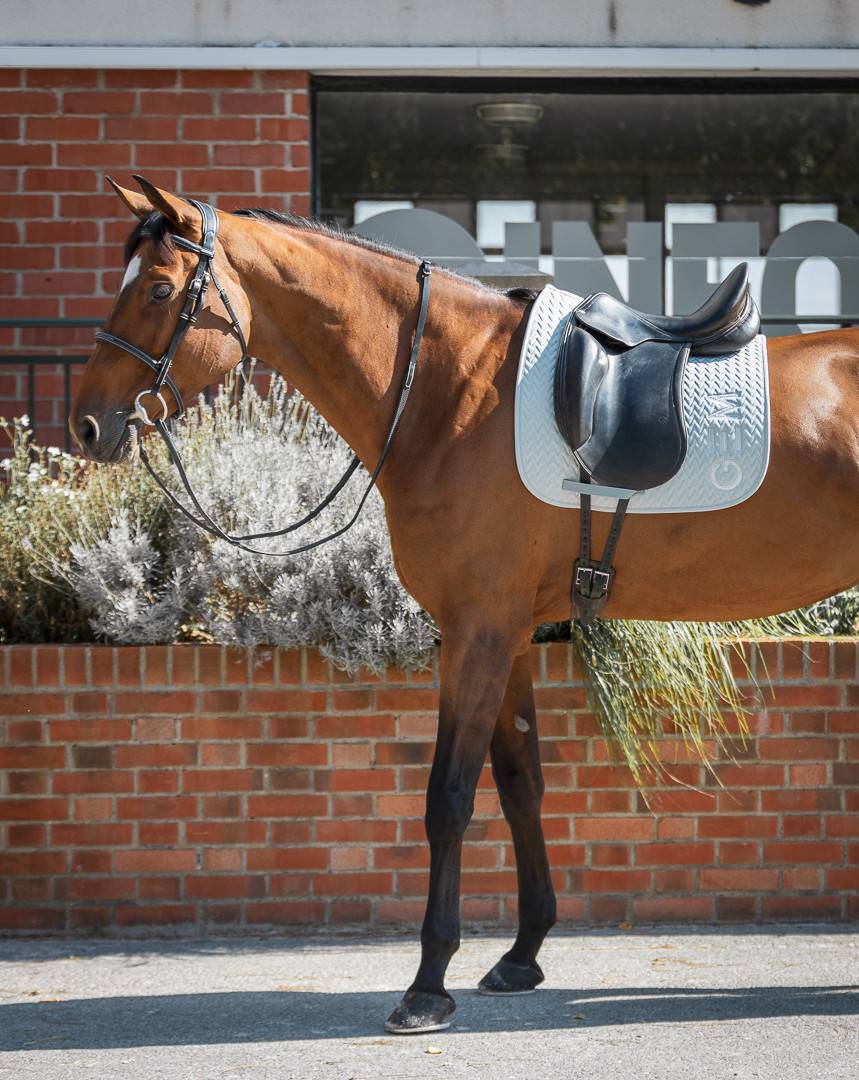 TEN saddle pad - GEM