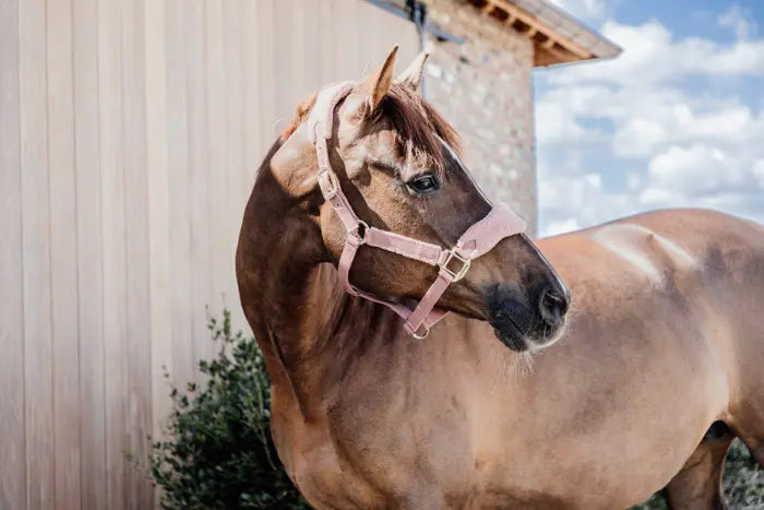 Teddy Fleece Halter - Kentucky