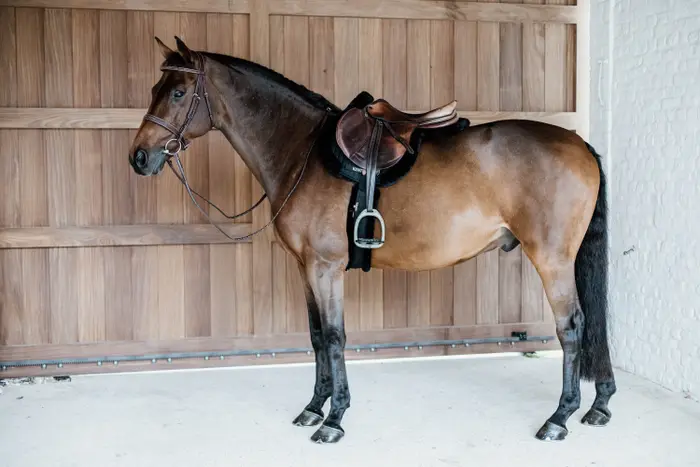 Tapis de selle Hunter Mouton vegan - Kentucky