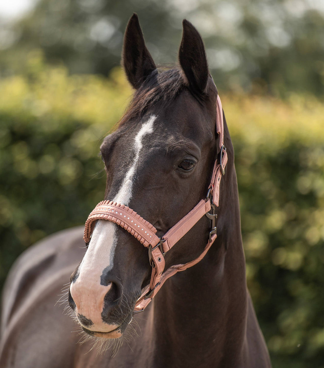 Lovely halter - IMPERIAL RIDING