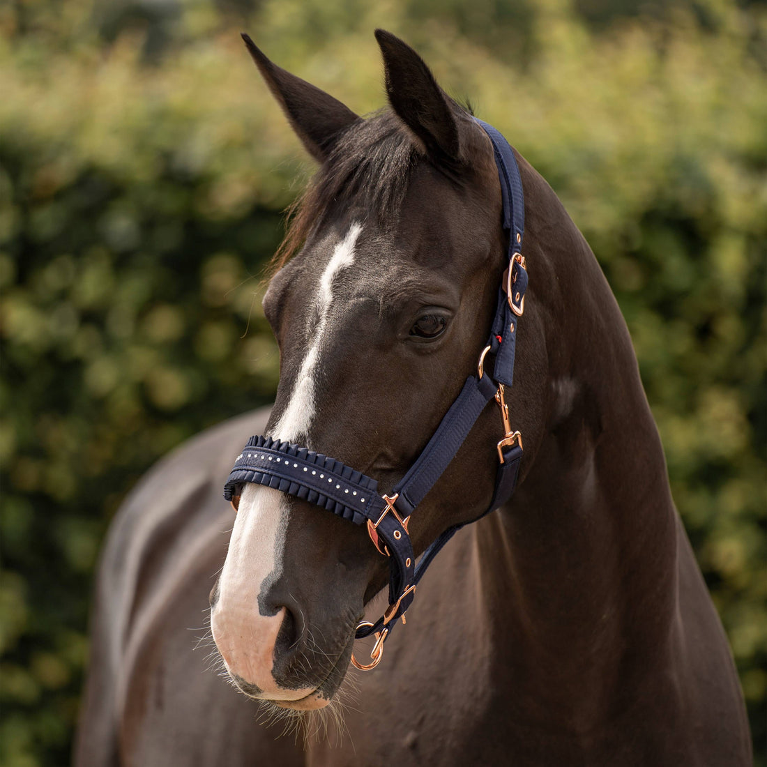 Lovely halter - IMPERIAL RIDING