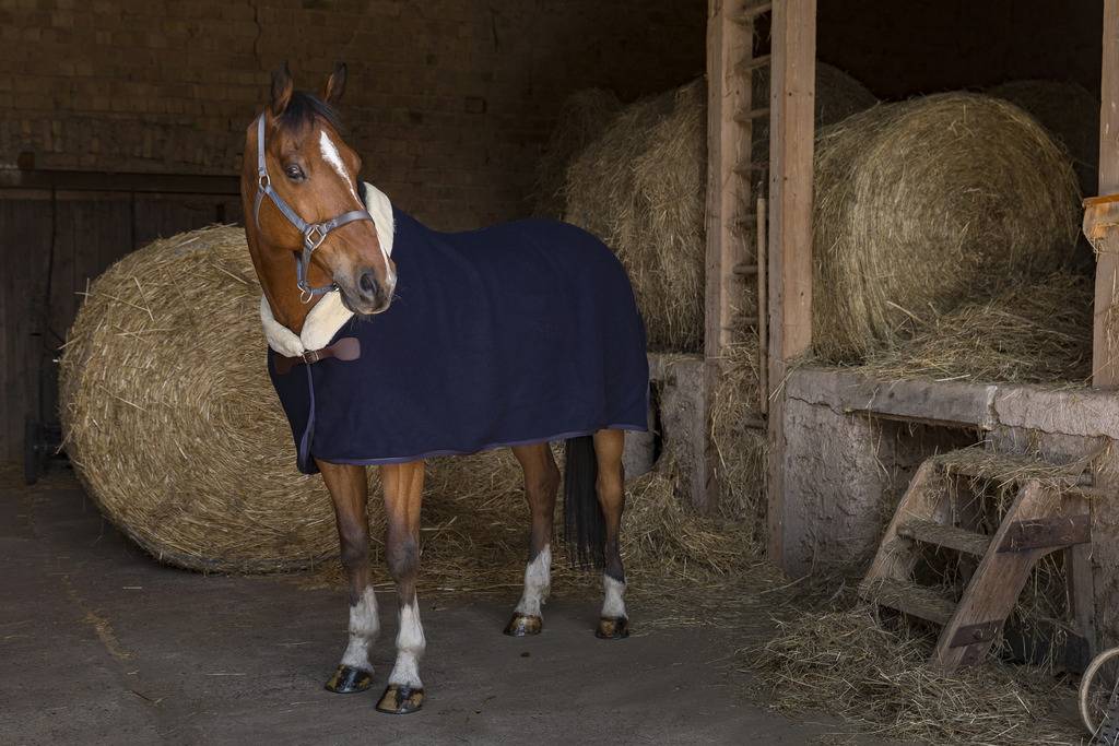 Teddy wool blanket - Equithème