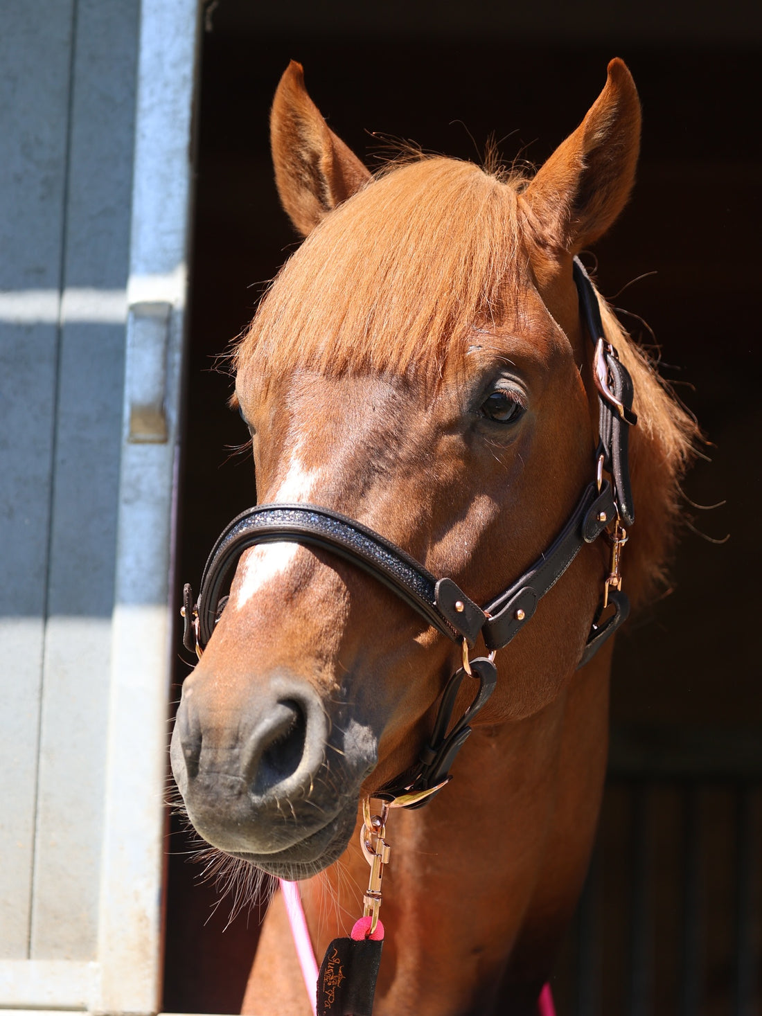 Licol Canter en cuir avec muserolle en corde pour cheval Licol Canter en cuir avec muserolle en corde pour cheval